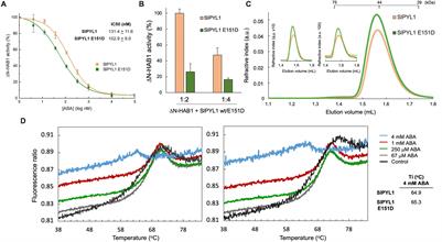 Structure-Based Modulation of the Ligand Sensitivity of a Tomato Dimeric Abscisic Acid Receptor Through a Glu to Asp Mutation in the Latch Loop